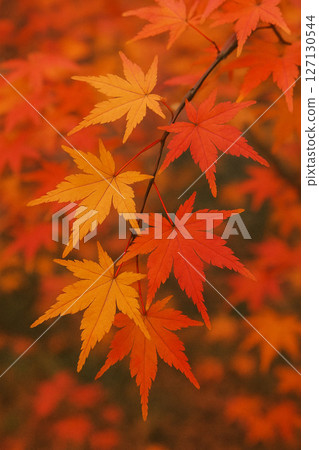 Autumn leaves growing on a tree 127130544