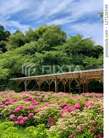 A field of hydrangeas in full bloom, colored by fresh greenery and blue skies (Kasui Yuri no Sono, Fukuroi City, Shizuoka Prefecture) A field of hydrangeas in full bloom, colored by fresh greenery and blue skies (Kasui Yuri no Sono, Fukuroi City, Shizuoka Prefecture) 127130548
