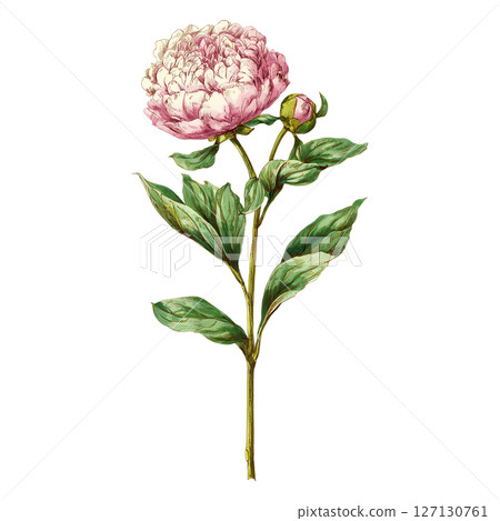 Pink peony flower with green leaves and bud on single stem, beautifully detailed and softly colored, evoking gentle and natural feeling Pink peony flower with green leaves and bud on single stem, beautifully detailed and softly colored, evoking gentle and natural feeling 127130761