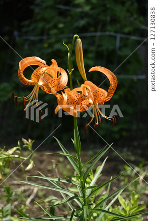 Flower of Onigari Flower of Onigari 127130838
