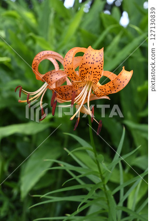 Flower of Onigari 127130839