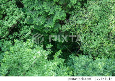 Fresh greenery seen from above Fresh greenery seen from above 127131012