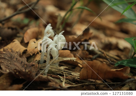 White silverleaf flower growing out of the ground amongst brown fallen leaves 127131080
