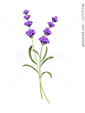 Lavender. Vector illustration of lavender, Provence flowers on a white background. Element from lavender flowers 127131108