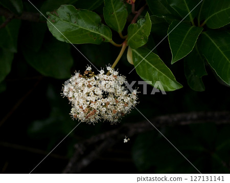 White flowers of the coral tree on a cloudy day (A coral tree in bloom on an irrigation canal) White flowers of the coral tree on a cloudy day (A coral tree in bloom on an irrigation canal) 127131141