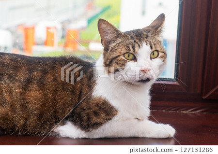 A brown and white domestic cat comfortably laying on a window sill 127131286