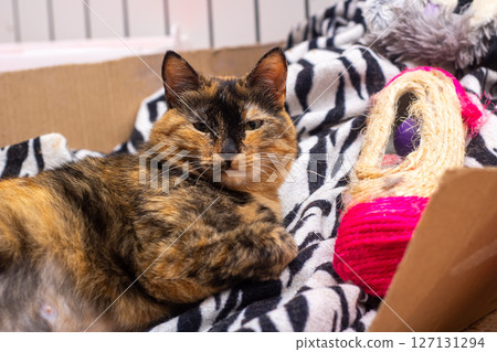 There is a calico cat comfortably laying on a zebra print blanket 127131294
