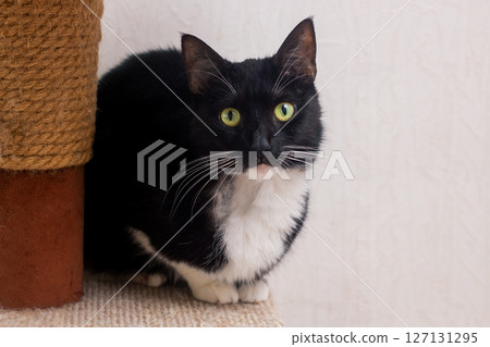 A black and white cat with vibrant green eyes gazes at the camera 127131295