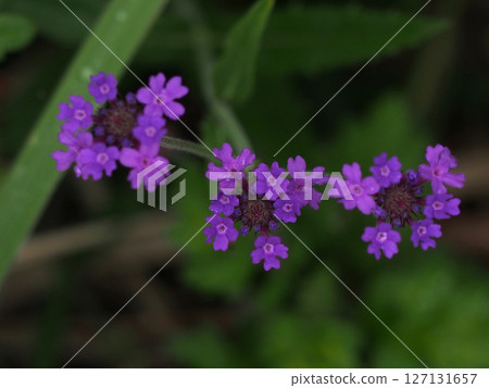 雨後的舒孔馬鞭草花（帶有水滴的紫色馬鞭草特寫） 127131657