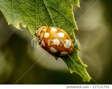 Close-Up Shot of a Cream-spotted Ladybird on a Green Leaf Background Close-Up Shot of a Cream-spotted Ladybird on a Green Leaf Background 127131703
