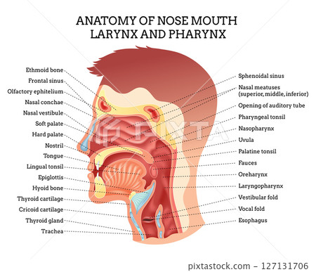 Anatomy of nose mouth larynx. A Comprehensive and Detailed Anatomy of the Human Throat and Mouth for Study and Research Anatomy of nose mouth larynx. A Comprehensive and Detailed Anatomy of the Human Throat and Mouth for Study and Research 127131706