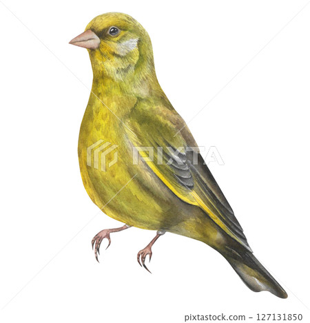 Greenfinch bird watercolor illustration isolated on white background. Realistic Chloris chloris male avian image. Europe small forest songbird Greenfinch bird watercolor illustration isolated on white background. Realistic Chloris chloris male avian image. Europe small forest songbird 127131850