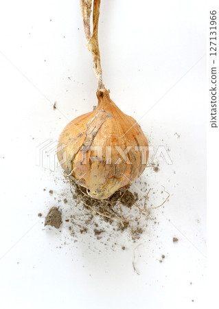 折扣洋蔥 127131966