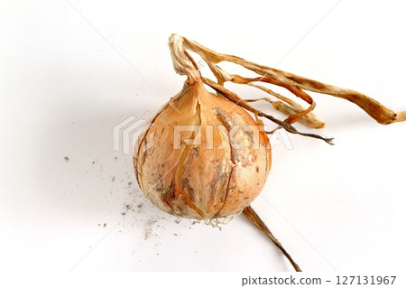 折扣洋蔥 127131967