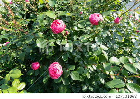 Pink Roses Blooming on a Green Bush 127131968