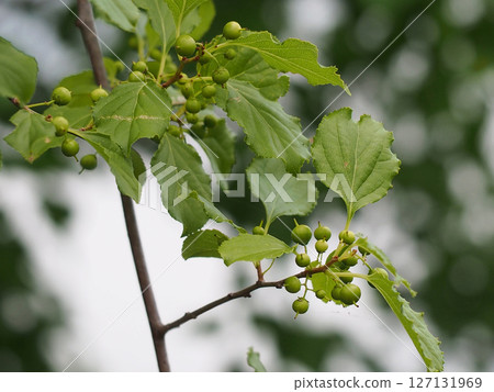 A plum vine with blue fruits 127131969