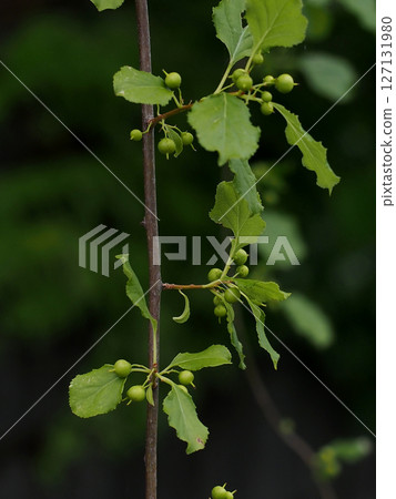 A plum vine with green fruit A plum vine with green fruit 127131980