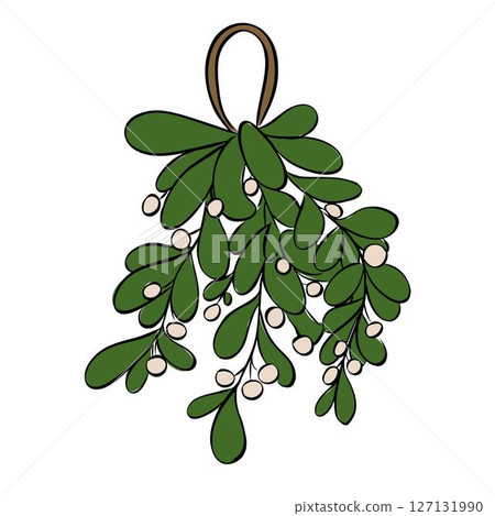 Omela, Holly, Mistletoe or Viscum Album bunch isolated on transparent background. Vector graphic line ink illustration. Christmas celebration. Happy new year. For logo, web, package, sticker. 127131990