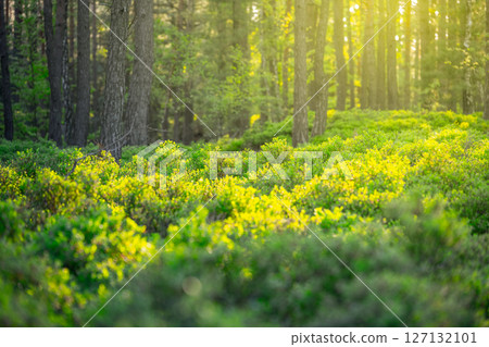 Sunlight filters through the tall pine trees, illuminating lush green underbrush in a serene forest. Spring brings new life, creating a peaceful and rejuvenating atmosphere. Sunlight filters through the tall pine trees, illuminating lush green underbrush in a serene forest. Spring brings new life, creating a peaceful and rejuvenating atmosphere. 127132101