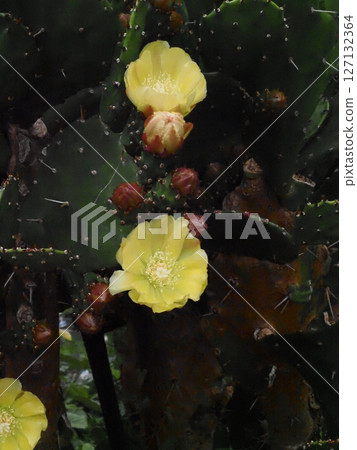 仙人掌（一種有花和花蕾的仙人掌）的黃色花朵和花蕾 127132364