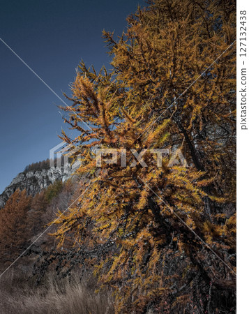 Golden larch tree glowing against azure sky, capturing autumn landscape in aosta valley, italian mountain region Lillaz Golden larch tree glowing against azure sky, capturing autumn landscape in aosta valley, italian mountain region Lillaz 127132438