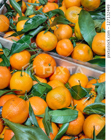 Vibrant mandarins hanging from branches, lush foliage and autumn bounty in scenic aosta valley orchard landscape market Vibrant mandarins hanging from branches, lush foliage and autumn bounty in scenic aosta valley orchard landscape market 127132449