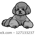 Toy poodle, transparent background, dog illustration, simple 127133237