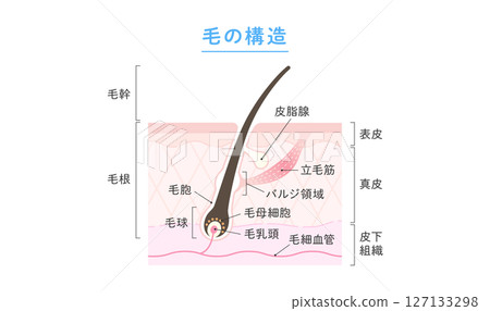 頭髮結構 127133298