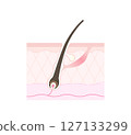 Sectional view of hair root 127133299