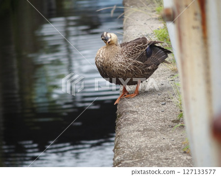 Duck Duck 127133577