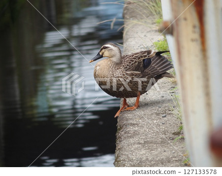 Cargamo Cargamo 127133578