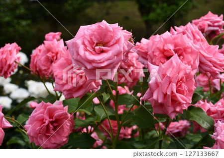 茨城花卉公園 127133667