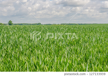 Lush green cornfield under cloudy sky during summer growing season. High quality photo 127133939