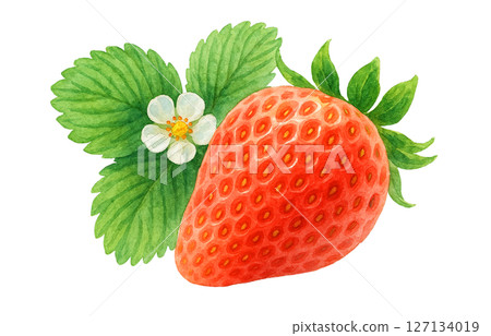 Strawberry watercolor illustration white background 127134019