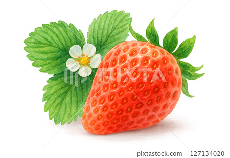 Strawberry watercolor illustration white background 127134020