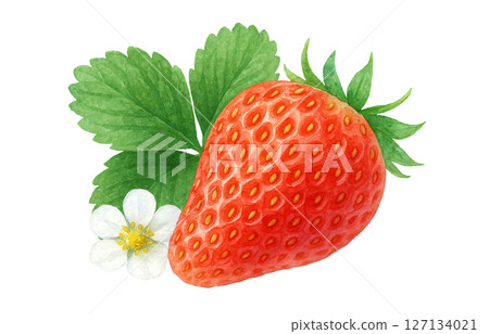 草莓水彩插圖白色背景 草莓水彩插圖白色背景 127134021