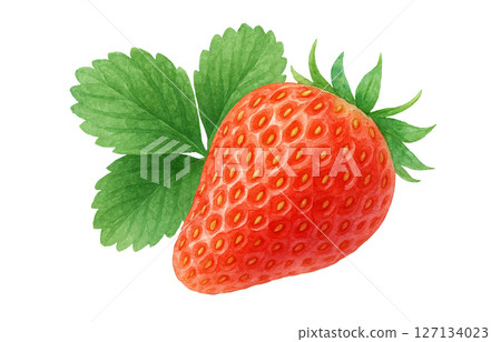 Strawberry watercolor illustration white background Strawberry watercolor illustration white background 127134023
