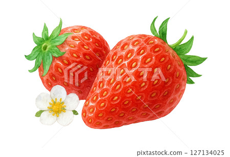 Strawberry watercolor illustration white background 127134025