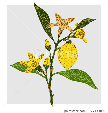 Mediterranean element, exotic tropical. Textured illustration with hand drawn sketch elements 127134092