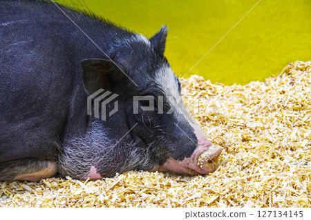 Pig taking a rest Pig taking a rest 127134145