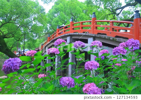 太宰府天滿宮太鼓橋周圍盛開的繡球花（福岡縣太宰府市） 127134593