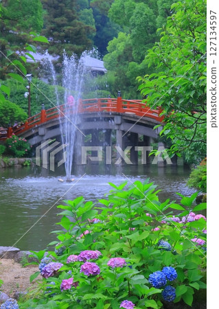 太宰府天滿宮心寺池周圍盛開的繡球花（福岡縣太宰府市） 127134597
