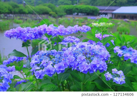 太宰府天滿宮的繡球花盛開（福岡縣太宰府市） 127134606