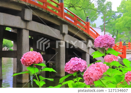 太宰府天滿宮太鼓橋周圍盛開的繡球花（福岡縣太宰府市） 127134607