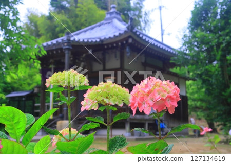 長久寺院內盛開的繡球花(奈良縣生駒市) 長久寺院內盛開的繡球花(奈良縣生駒市) 127134619