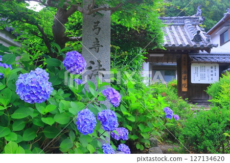 法華院、長久寺的繡球花盛開(奈良縣生駒市) 法華院、長久寺的繡球花盛開(奈良縣生駒市) 127134620