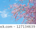 藍天和盛開的垂枝櫻花樹枝 127134639