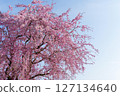 藍天和盛開的垂枝櫻花 127134640