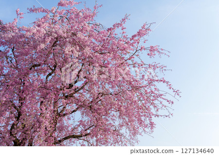 藍天和盛開的垂枝櫻花 藍天和盛開的垂枝櫻花 127134640
