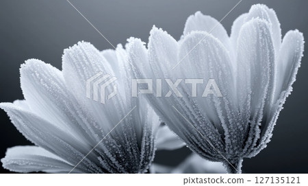 Frozen flowers, delicate petals covered in frost, a winter scene of stunning beauty Frozen flowers, delicate petals covered in frost, a winter scene of stunning beauty 127135121
